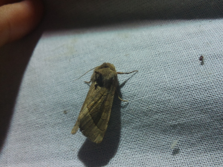 Hydraecia micacea - csillogó acsalapubagoly