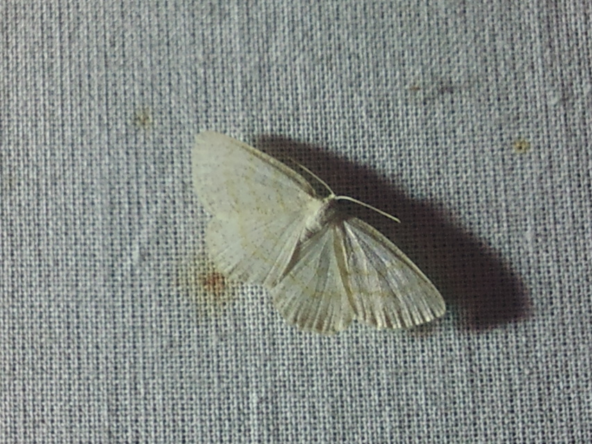 Cabera exanthemata - pettyes égeraraszoló
