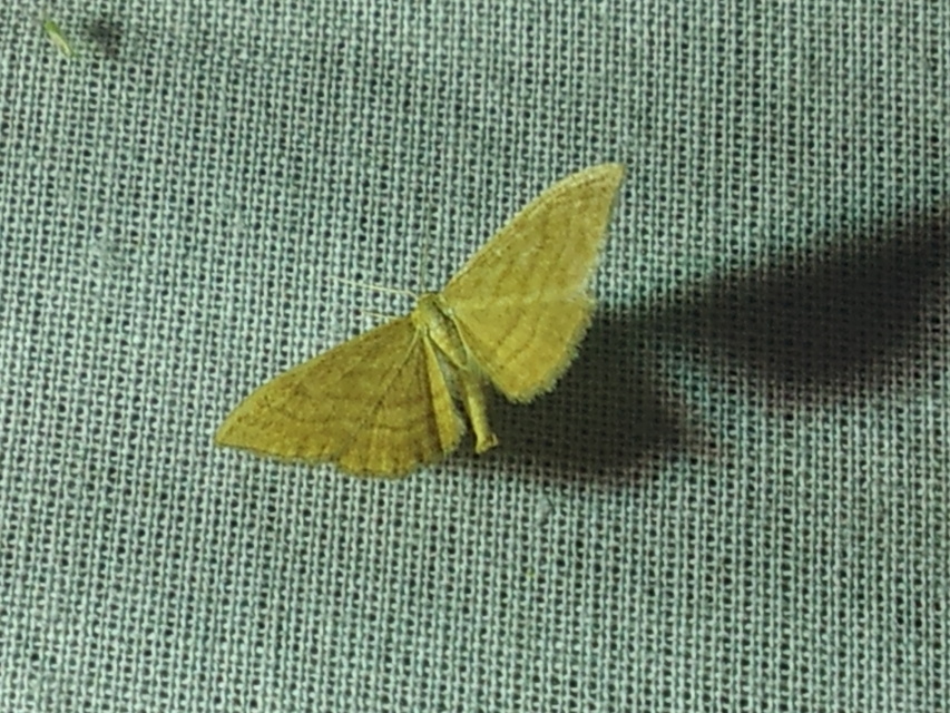 Idaea ochrata - okkerszínű sávosaraszoló