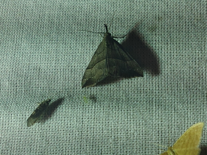 Hypena proboscidalis - ormányos karcsúbagoly
