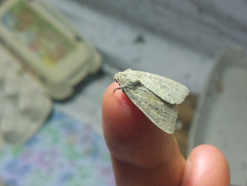 Parastichtis suspecta - sötét erdeibagoly