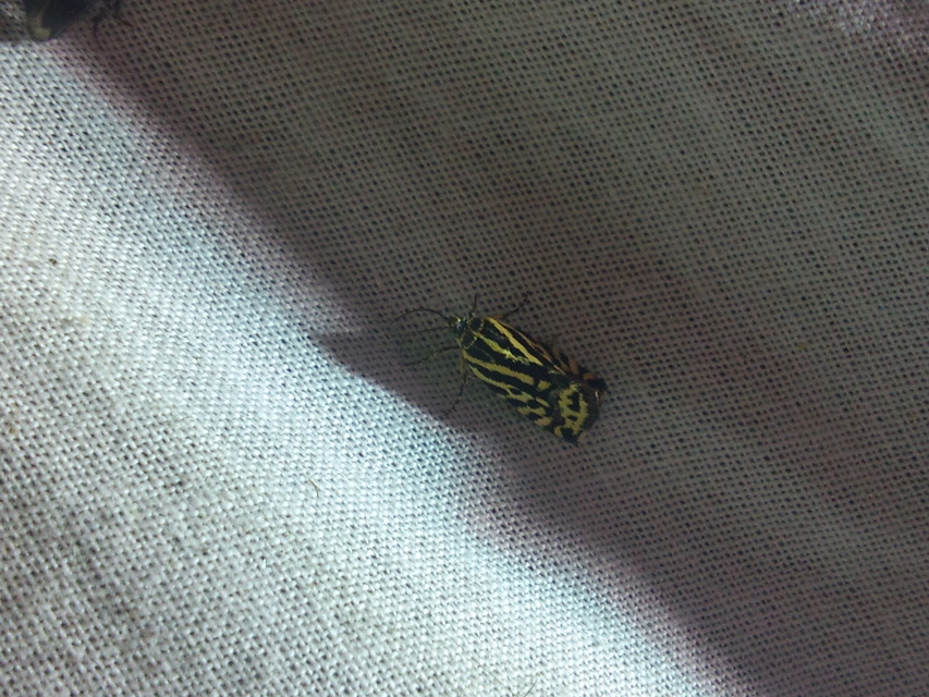 Emmelia trabealis - zebrabagoly