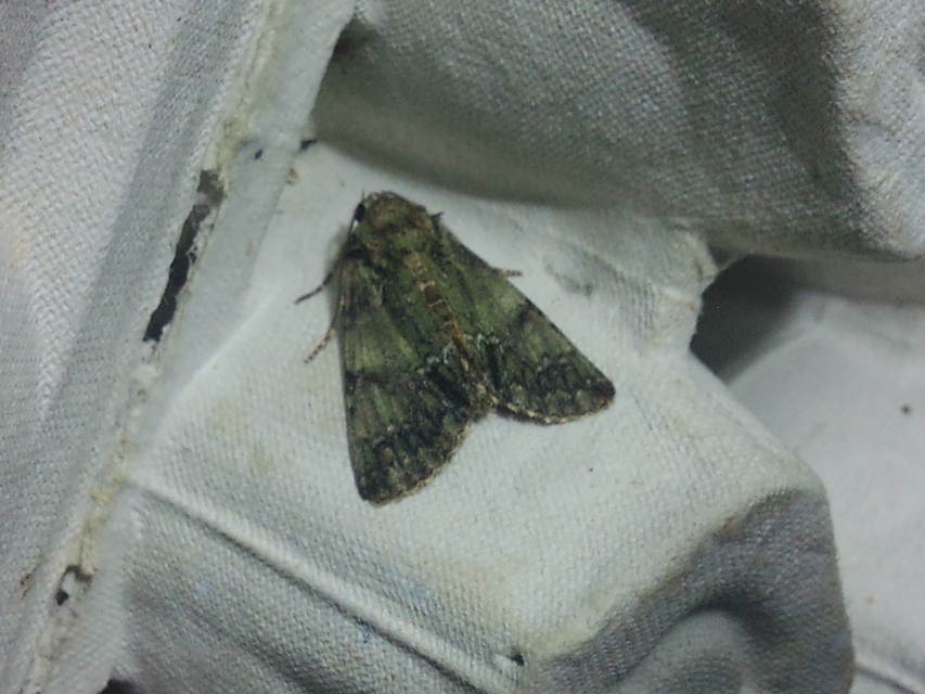 Polyphaenis sericata - selyemfényű erdeibagoly