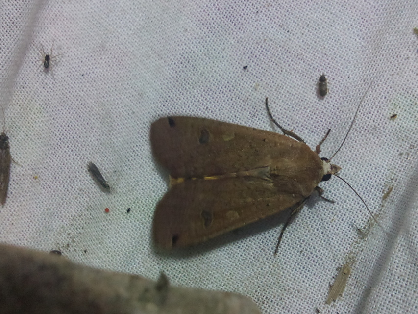 Noctua pronuba - nagy sárgafűbagoly