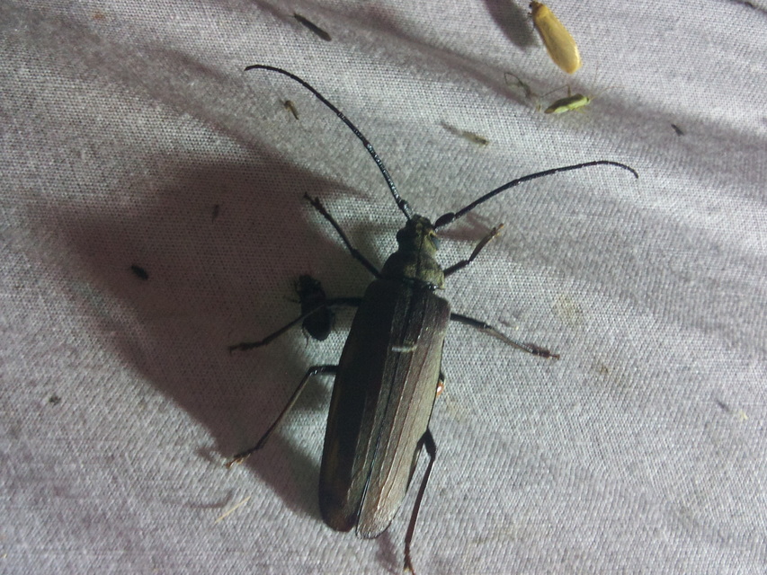 Aegosoma scabricorne - diófacincér