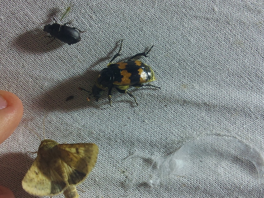 Nicrophorus vespillo - közönséges temetőbogár