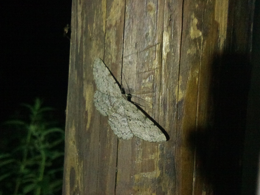 Hypomecis punctinalis - pettyes faaraszoló