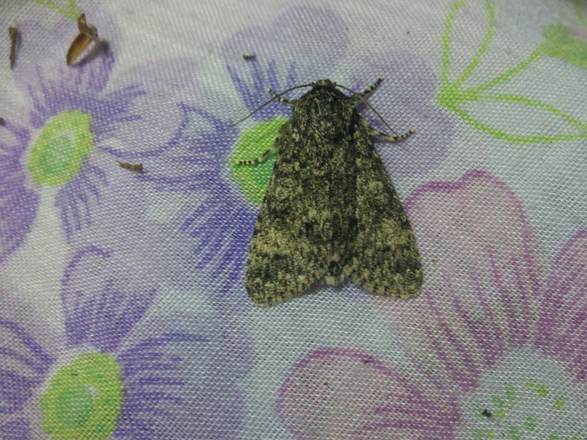 Acronicta megacephala - nagyfejű szigonyosbagoly
