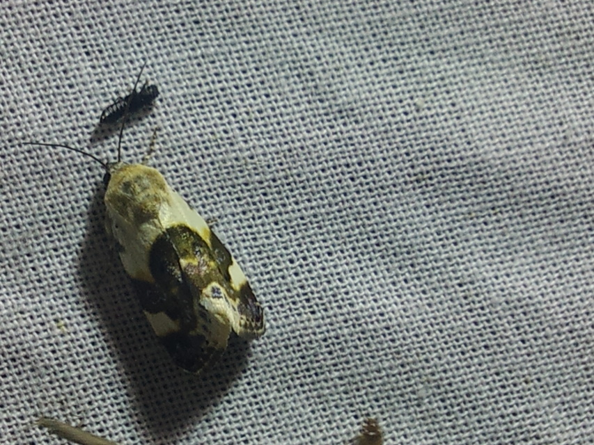 Acontia lucida - fehér nappalibagoly