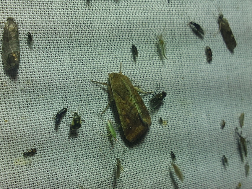 Helicoverpa armigera - kukorica-veteménybagoly Helicoverpa armigera - kukorica-veteménybagoly