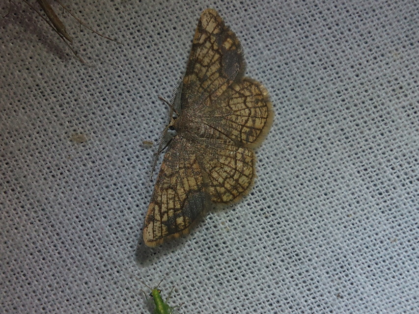 Stegania dilectaria - fehérnyár-araszoló