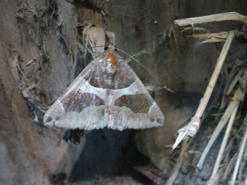 Dysgonia algira - déli porcelánbagoly