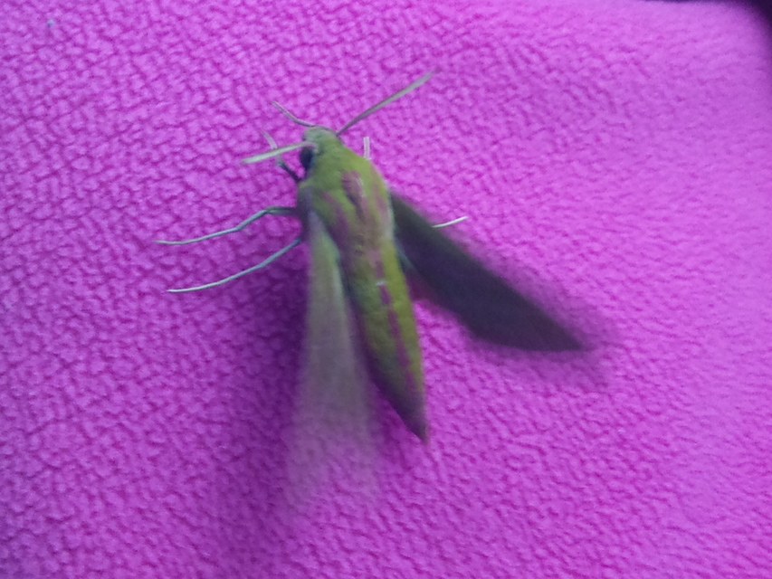 Deilephila elpenor - szőlőszender