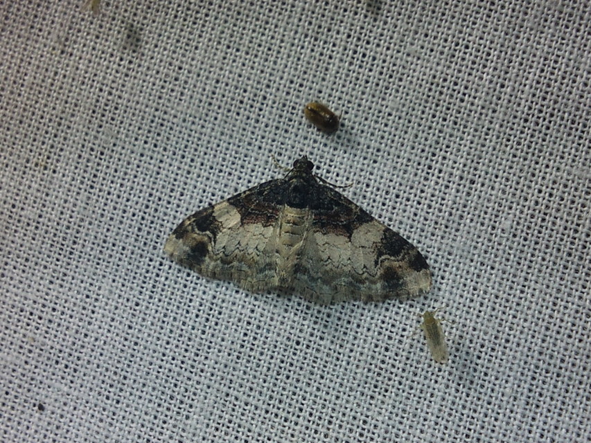 Catarhoe cuculata - csuklyás tarkaaraszoló