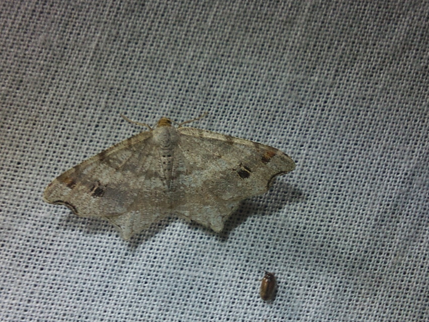 Macaria alternata - közönséges szürkearaszoló