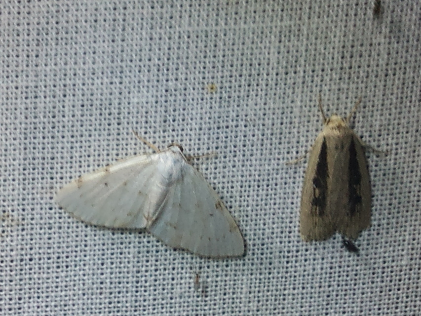 Lomographa bimaculata - kétpontos fehéraraszoló
