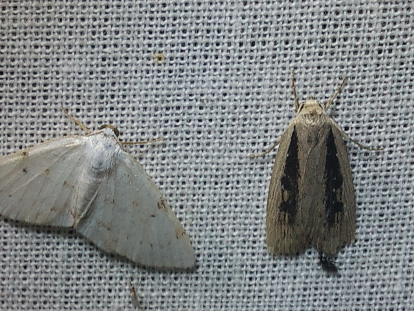 Chilodes maritima - négyfoltos nádibagoly