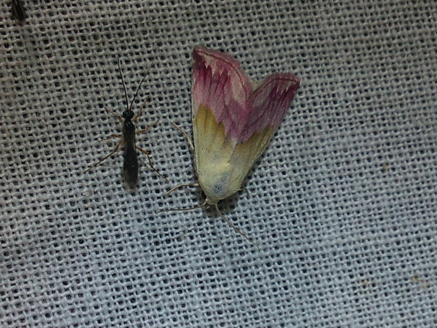 Eublemma purpurina - bíboros törpebagoly