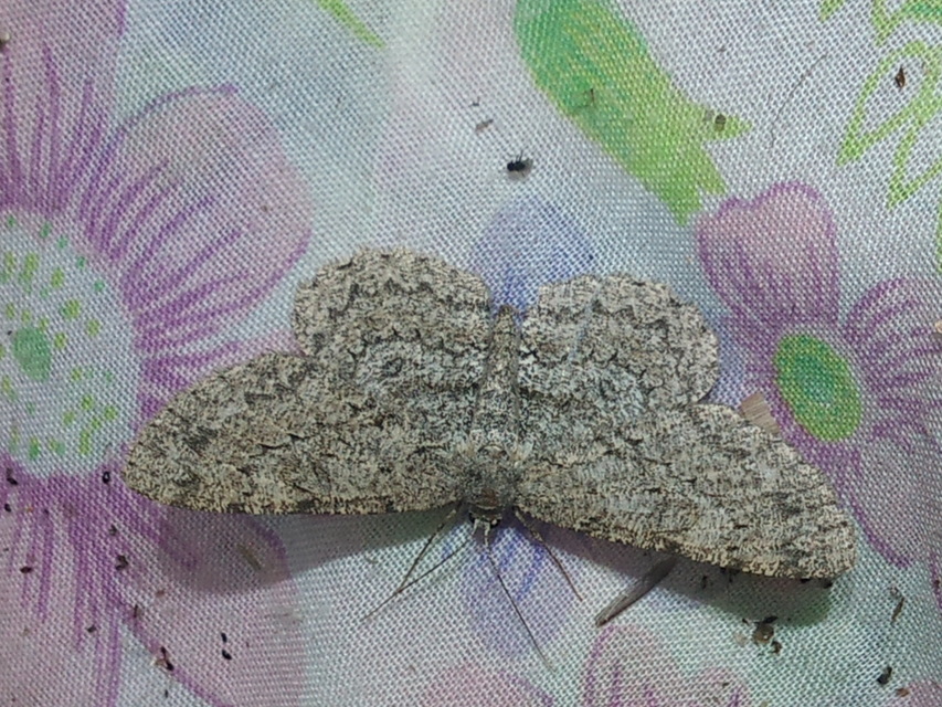 Hypomecis punctinalis - pettyes faaraszoló