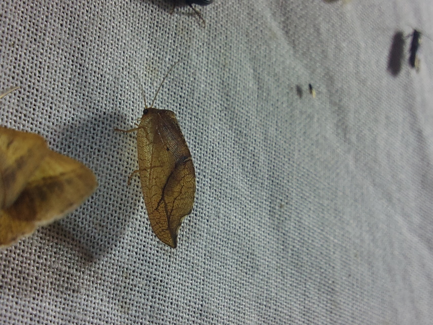 Drepanepteryx phalaenoides