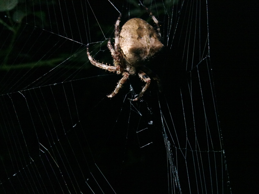 Araneus circe/angulatus