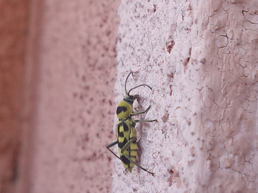 Chlorophorus varius - díszes darázscincér