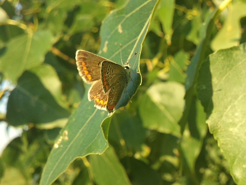 Aricia agestis - szerecsenboglárka
