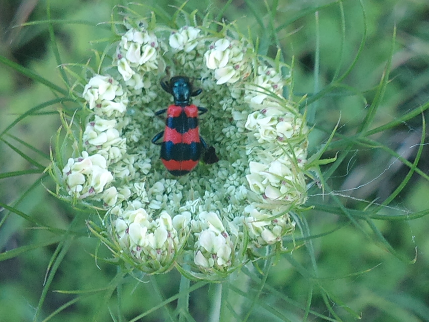 Trichodes apiarius - szalagos méhészbogár