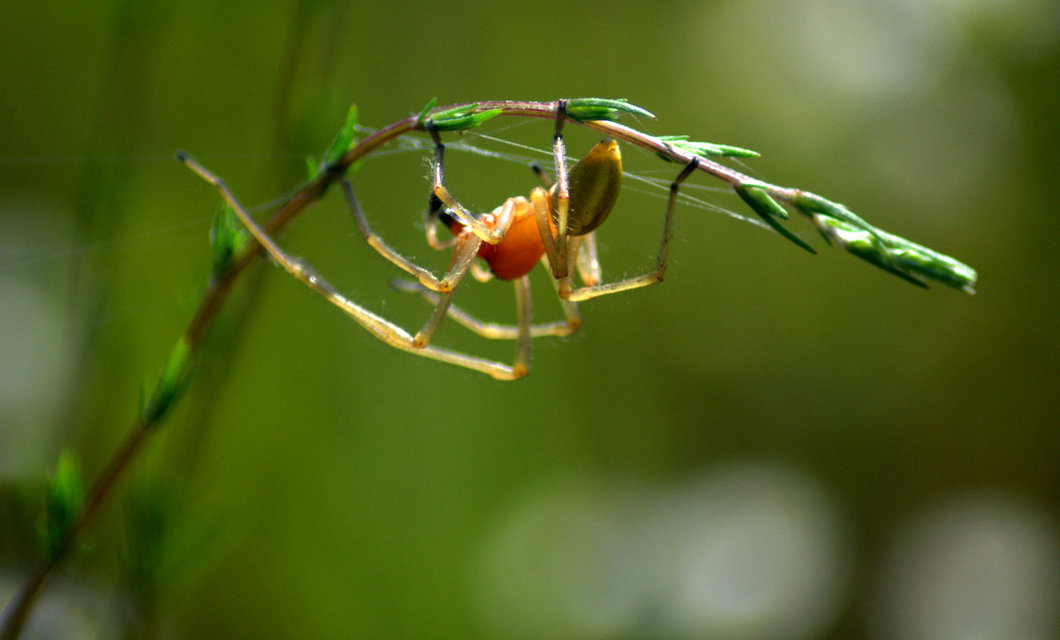 Cheiracanthium