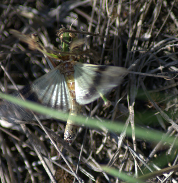 Oedaleus decorus - szalagos sáska
