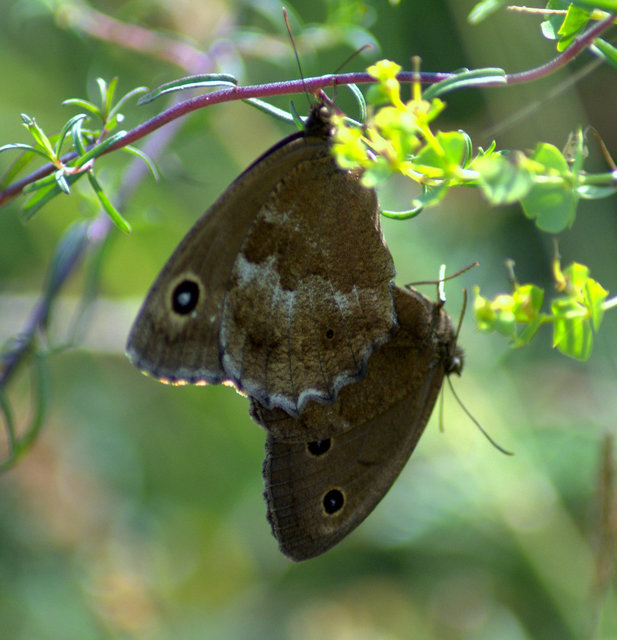 Minois dryas - fekete szemeslepke