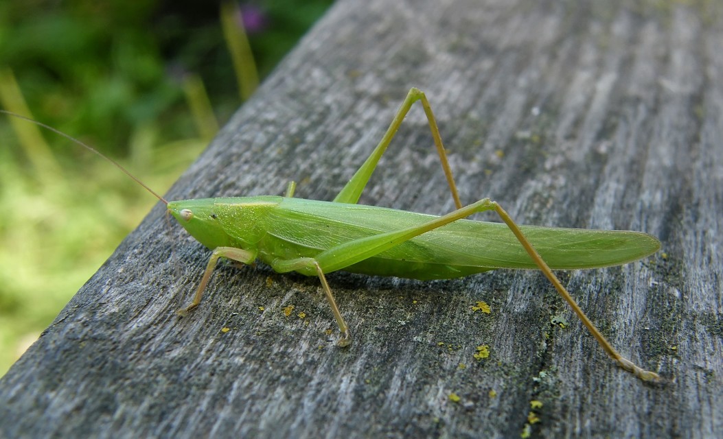 Ruspolia nitidula - nagy kúpfejűszöcske