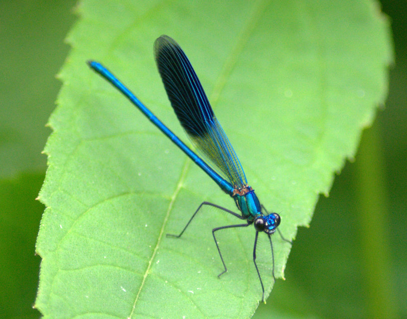 Calopteryx splendens - sávos szitakötő