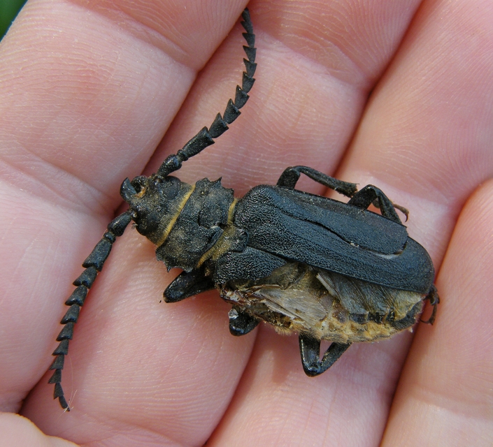 Prionus coriarius - csőszcincér