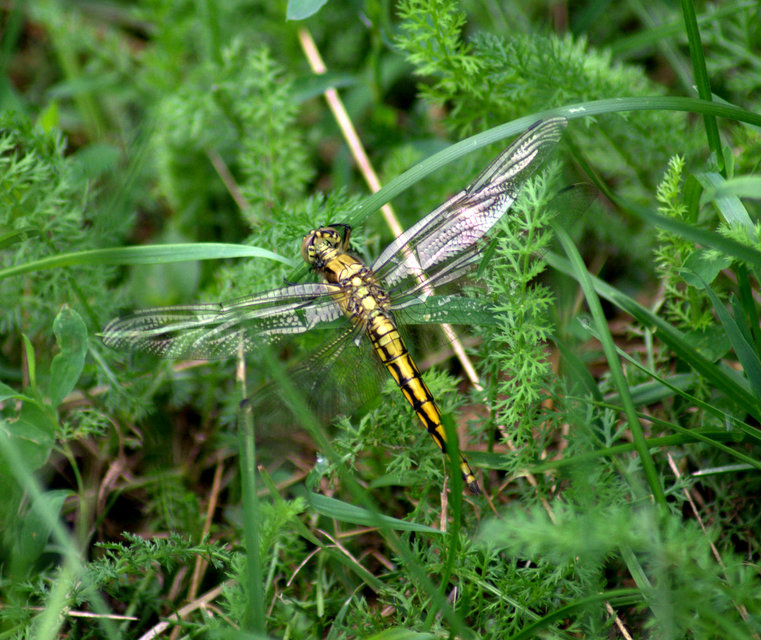 Orthetrum cancellatum - feketefarkú pásztorszitakötő
