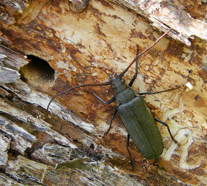 Aegosoma scabricorne - diófacincér