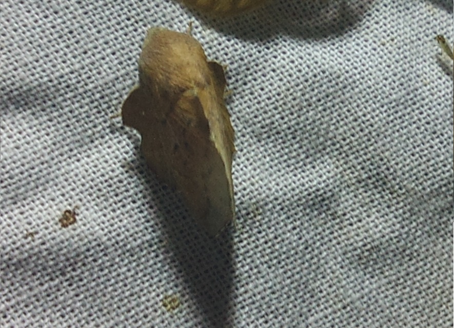 Phyllodesma tremulifolia - nyárlevélpohók