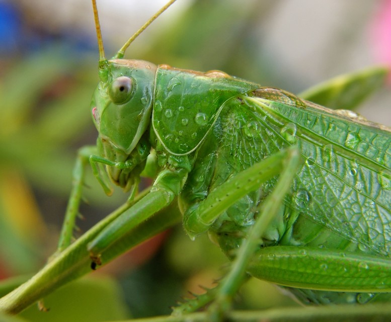 Tettigonia viridissima - zöld lombszöcske