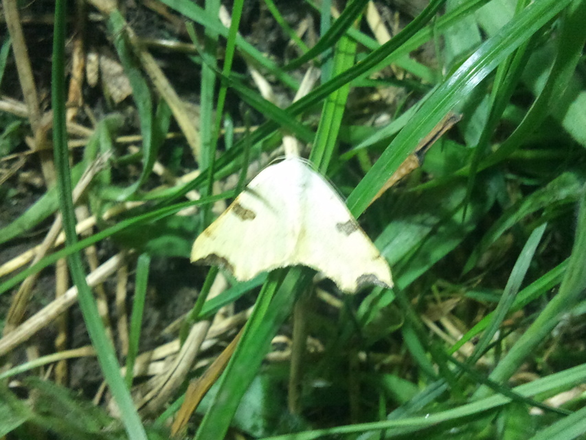 Eilicrinia cordiaria - fehér fűzfaaraszoló