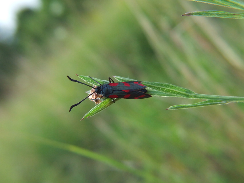 Zygaena filipendulae - acélszínű csüngőlepke