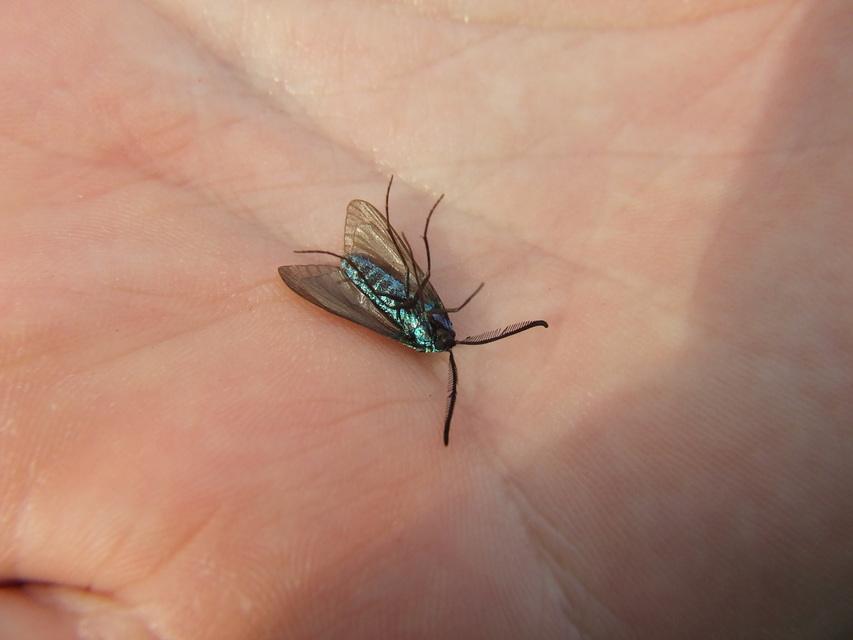 Procridinae