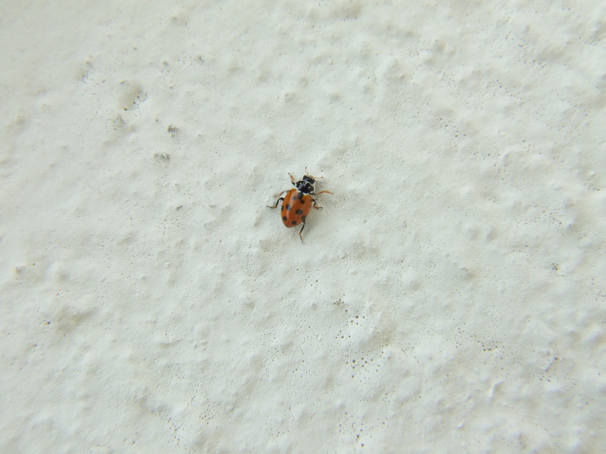 Hippodamia variegata - tizenhárompettyes katica
