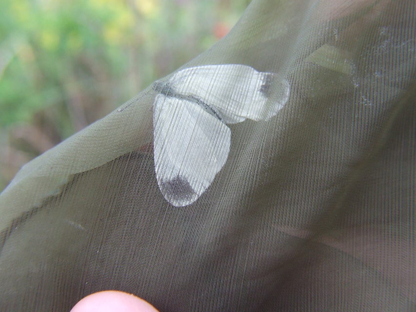 Leptidea sinapis/juvernica