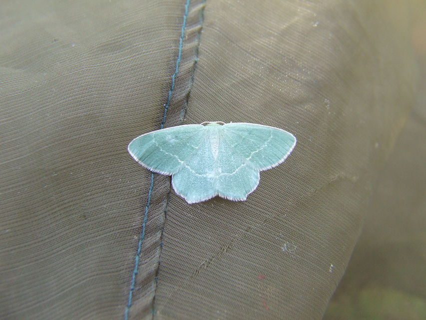 Chlorissa viridata - üdezöld araszoló