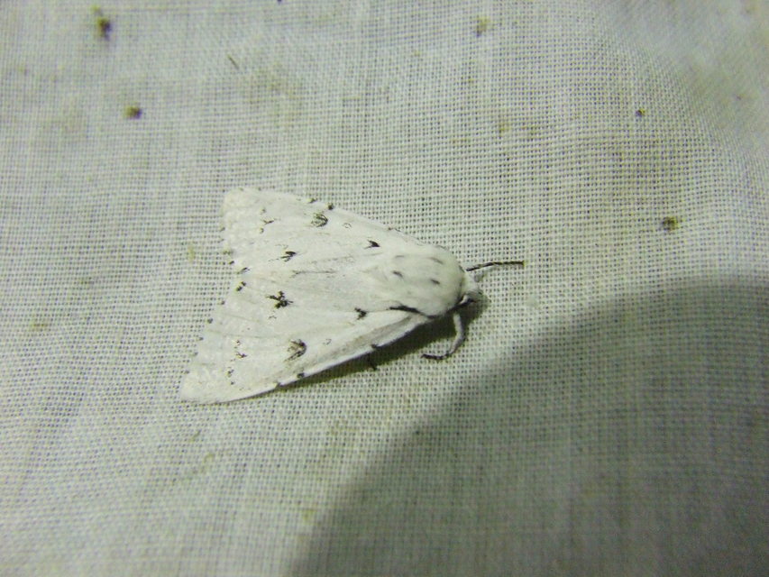 Acronicta leporina - fehér szigonyosbagoly