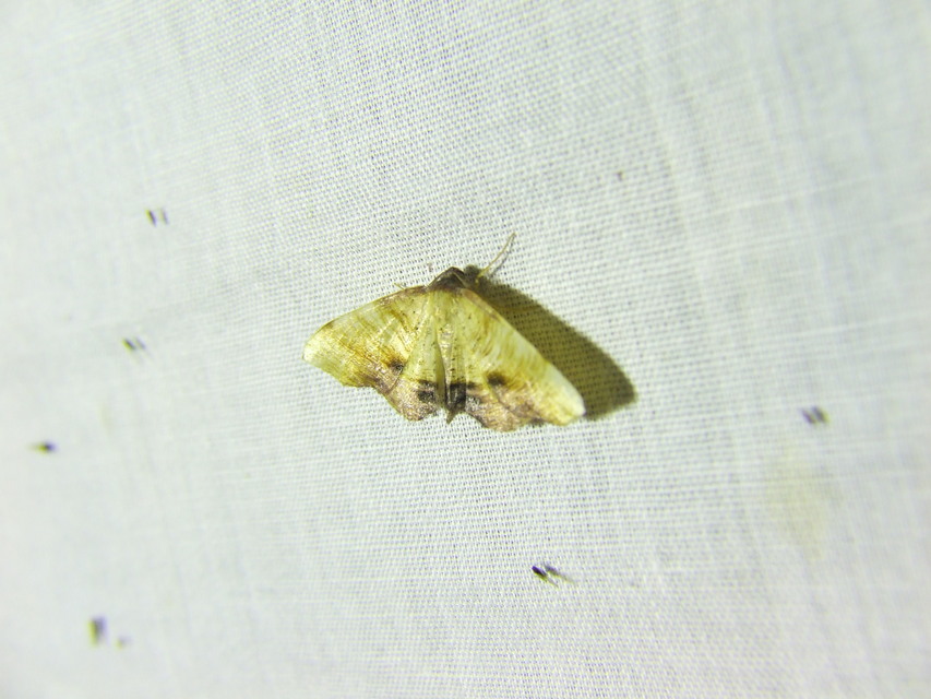Plagodis dolabraria - baltaszárnyú araszoló
