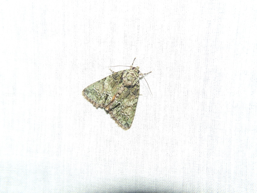 Polyphaenis sericata - selyemfényű erdeibagoly