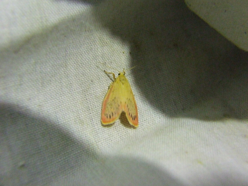 Miltochrista miniata - piros medvelepke