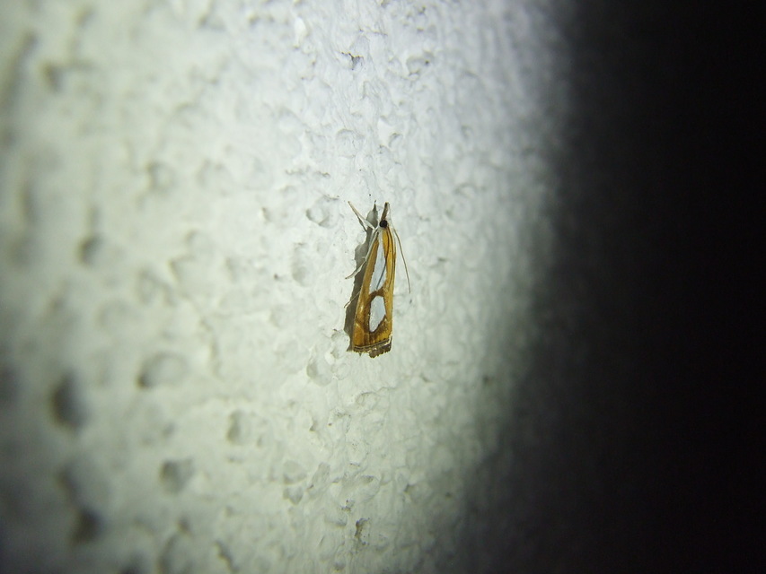 Catoptria pinella - ezüstös fűgyökérmoly