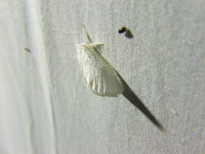 Sphrageidus similis - sárgafarú szövő